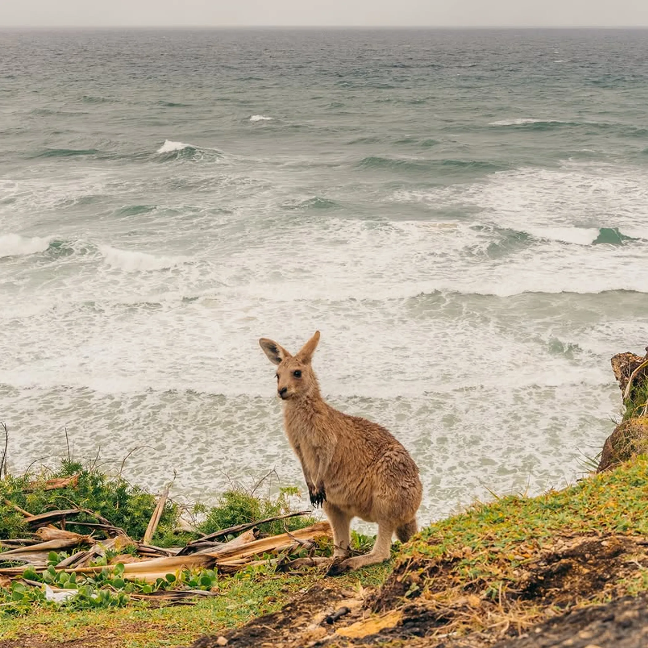 north stradbroke island wildlife and coastline